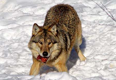 Remember When I Punched That Wolf In The Face wolf Remember When I Punched That Wolf In The Face