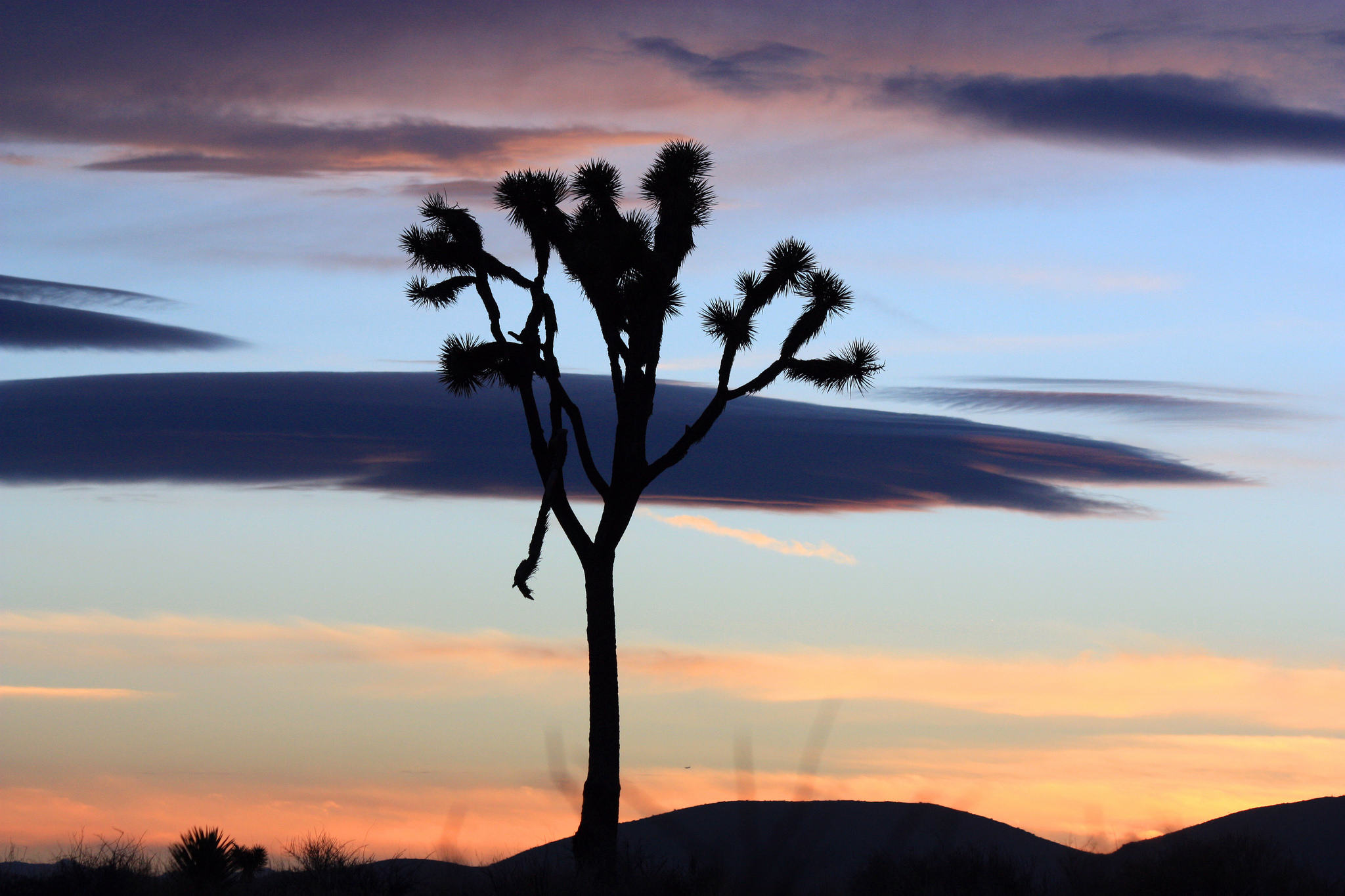 Lonely tree