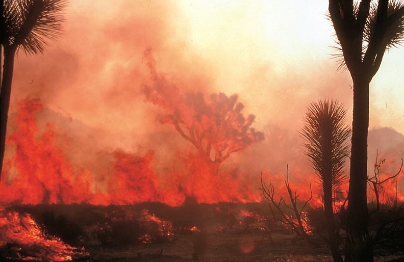 Wildfire at Joshua Tree NPS Photo