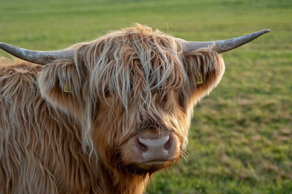 Heeland Coo